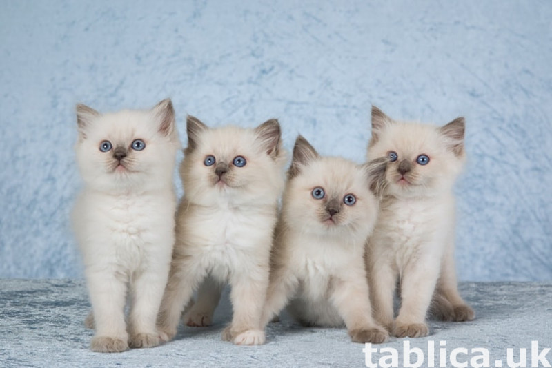 British shorthair , Bengalse, Ragdoll kittens for sell 1