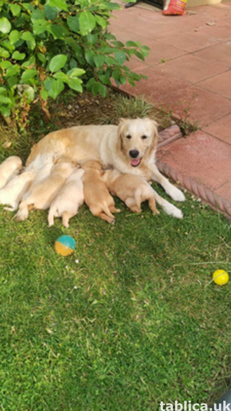 Golden Retriever Puppies for Sale 0