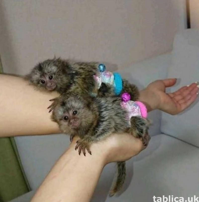 Pygmy Marmoset Monkeys for Sale 0