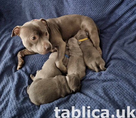 Stunning Chunky Blue Staffordshire Bull Terrier Puppies 0