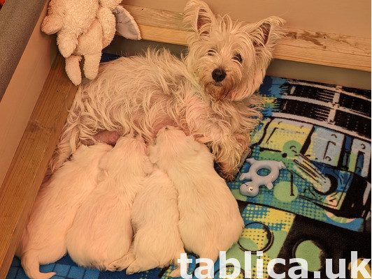 West Highland Terrier puppies. 0