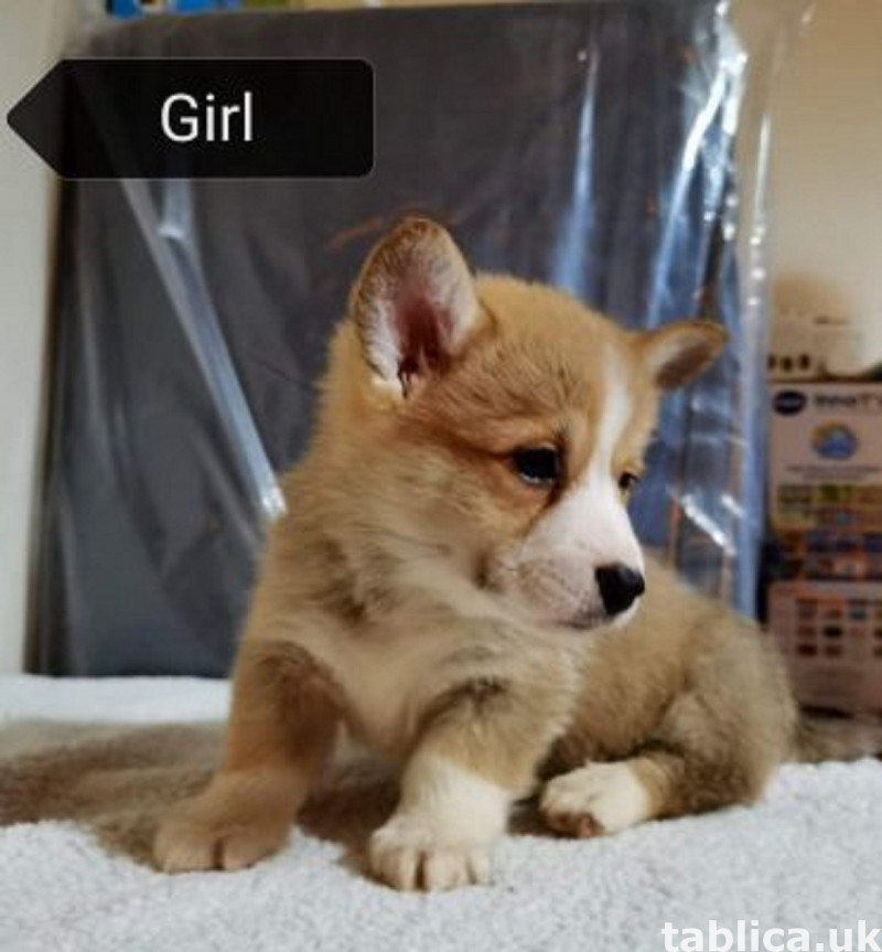  Kc Registered Pembrokeshire Corgi puppies  0