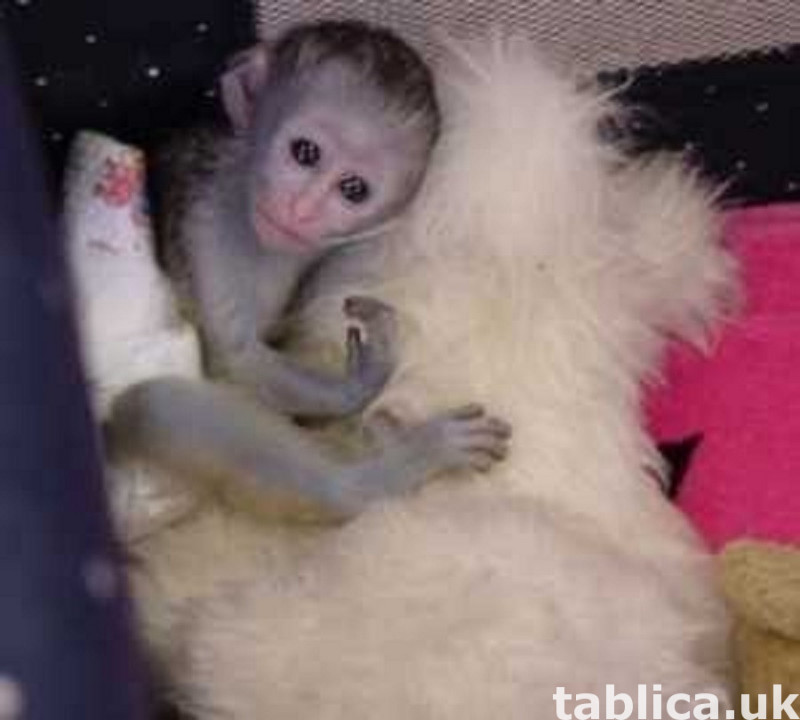 Outstanding Capuchin Monkeys for Adoption 0