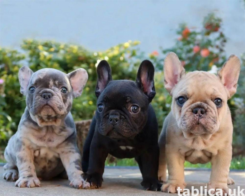 Super szczenięta buldoga francuskiego na sprzedaż 0