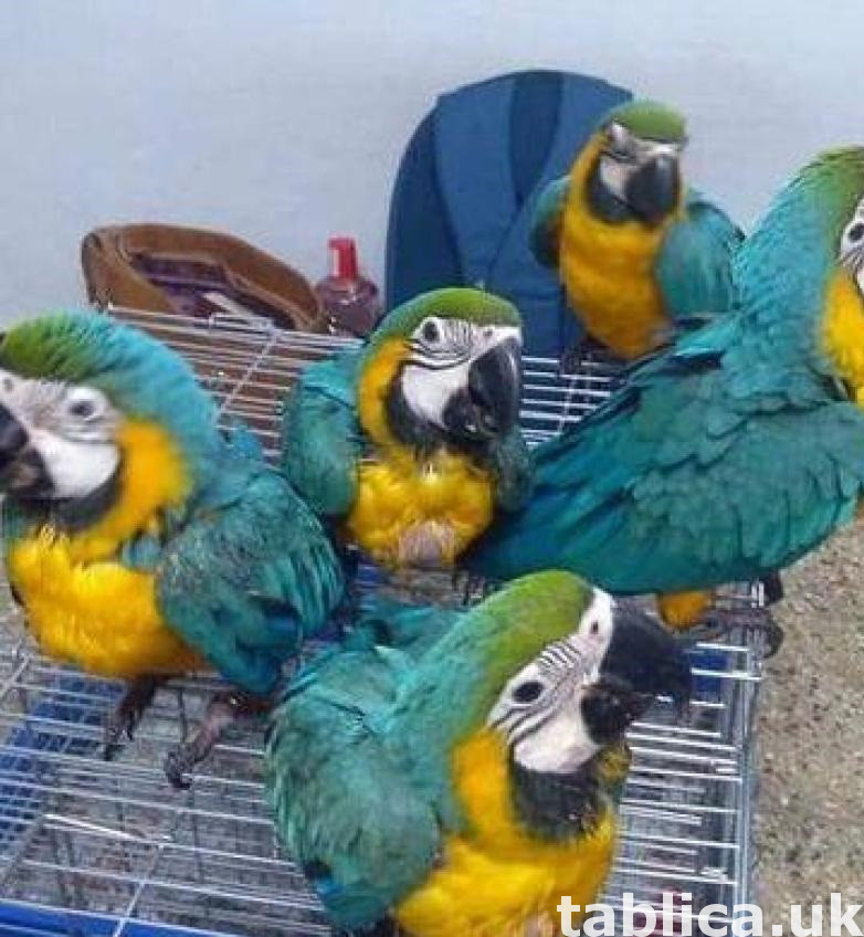 Beautiful Blue and Gold Macaws,parrots 0