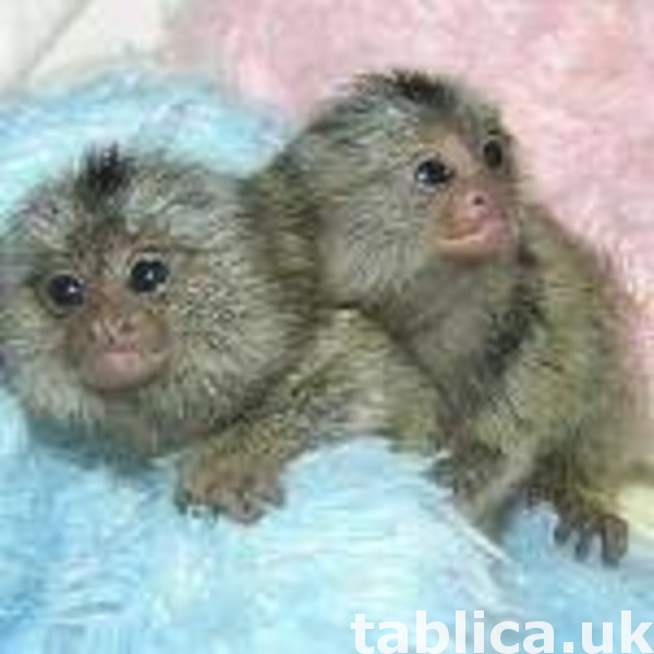 Tame Marmoset Monkeys 0