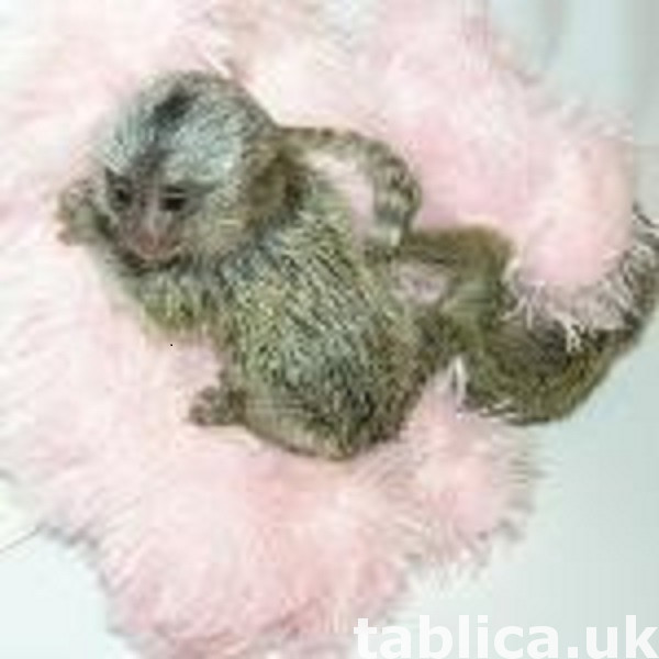 Marmoset Monkeys Ready Now.whatsapp us at +447832000570 0