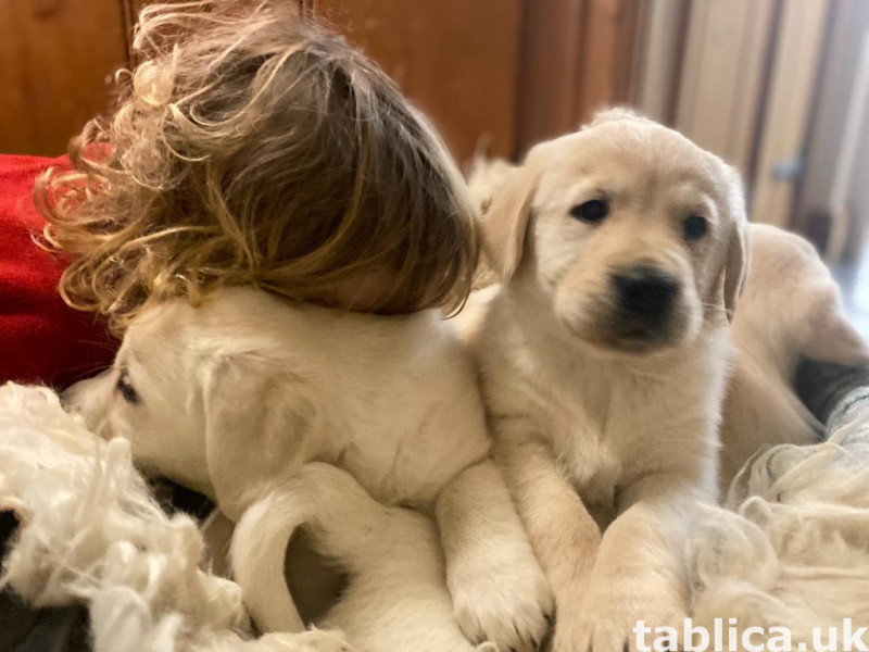 Golden Retriever puppies 0