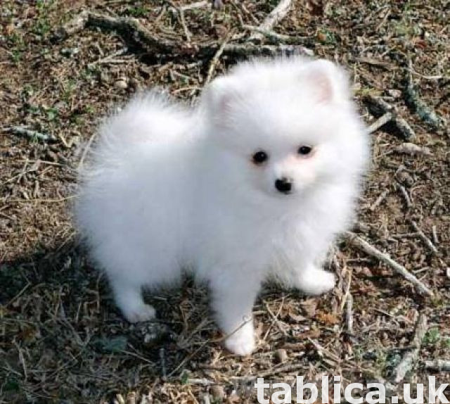 Purebred Pomeranian Puppies  0
