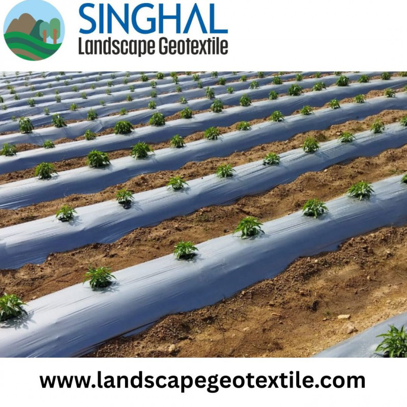 Smarter Crop Protection with Modern Mulch Film 0